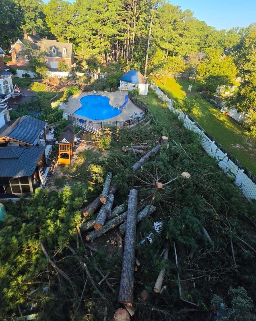 View from high in a tree of a backyard job with cut pine logs and branches on the ground