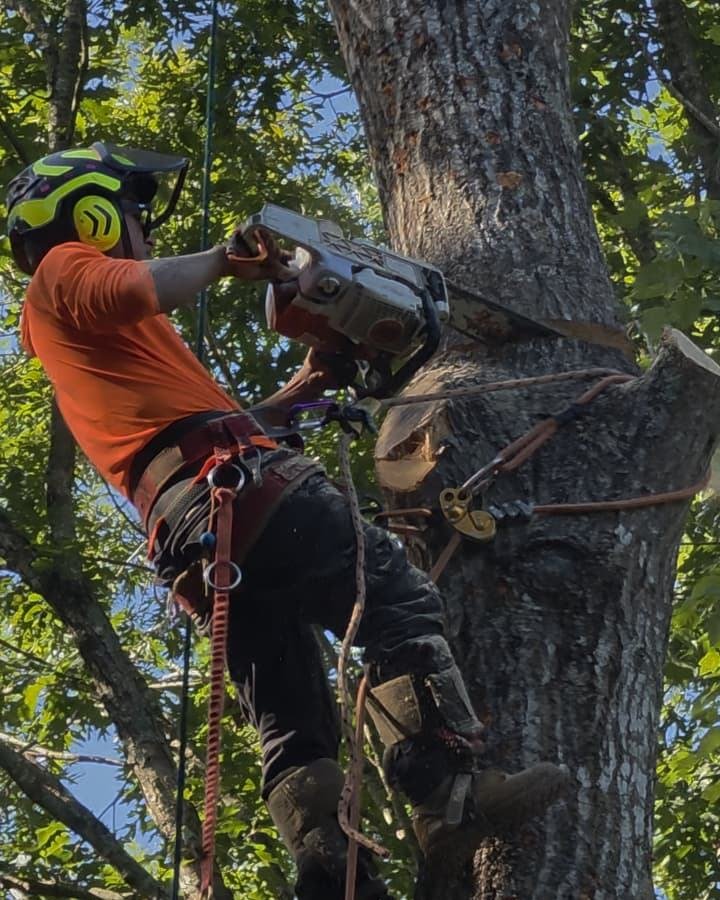 Climber in a helmet and harness cutting a large trunk with a chainsaw while tied in
