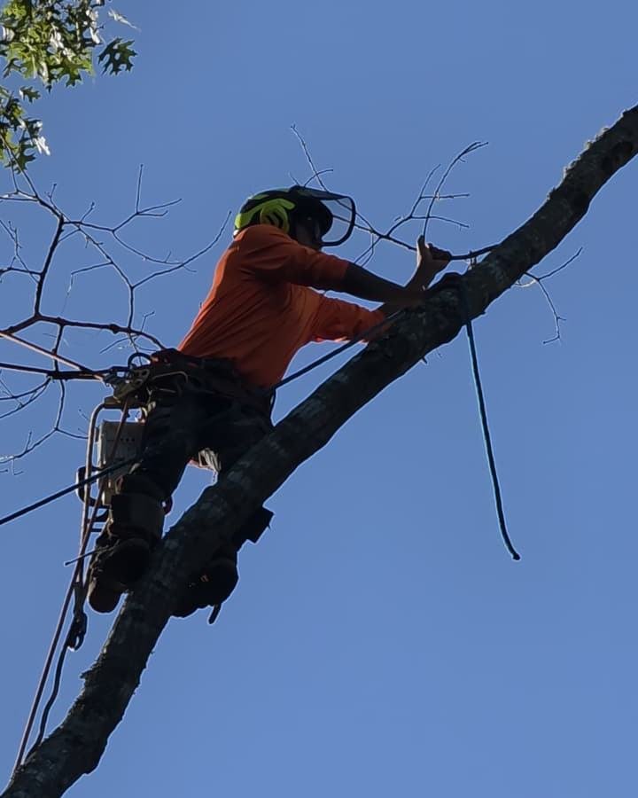 Climber in a helmet, face shield and harness working along a tree limb