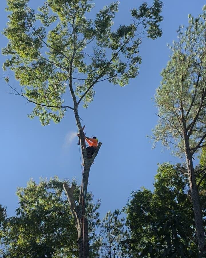 Climber in an orange shirt and helmet cutting near the top of a tall tree