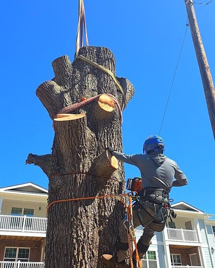 JC Tree Services climber in a harness cutting a large oak while a crane holds the section