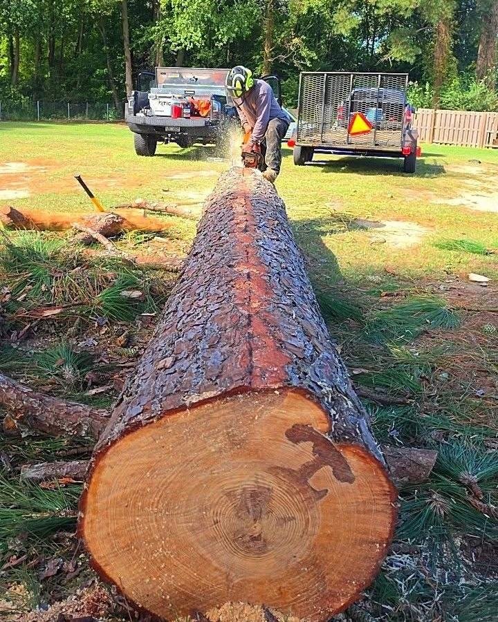 Crew member cutting a felled pine trunk into sections with a chainsaw