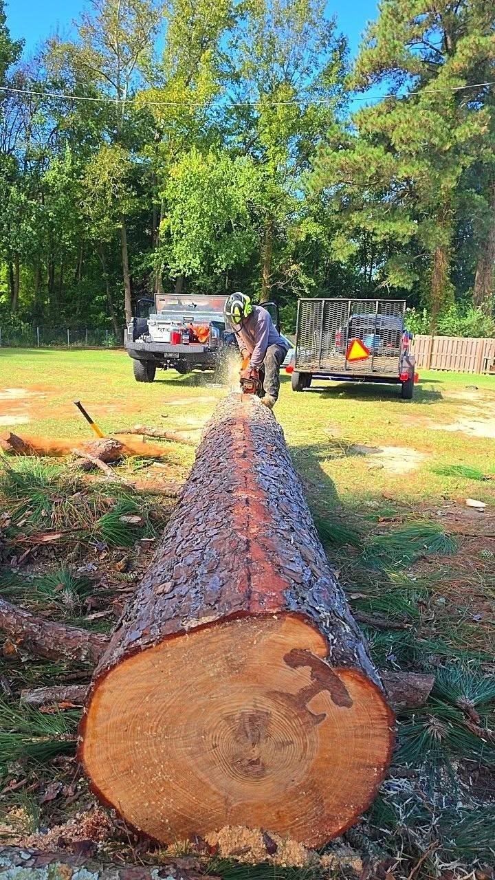 Crew member cutting a felled pine trunk into sections with a chainsaw