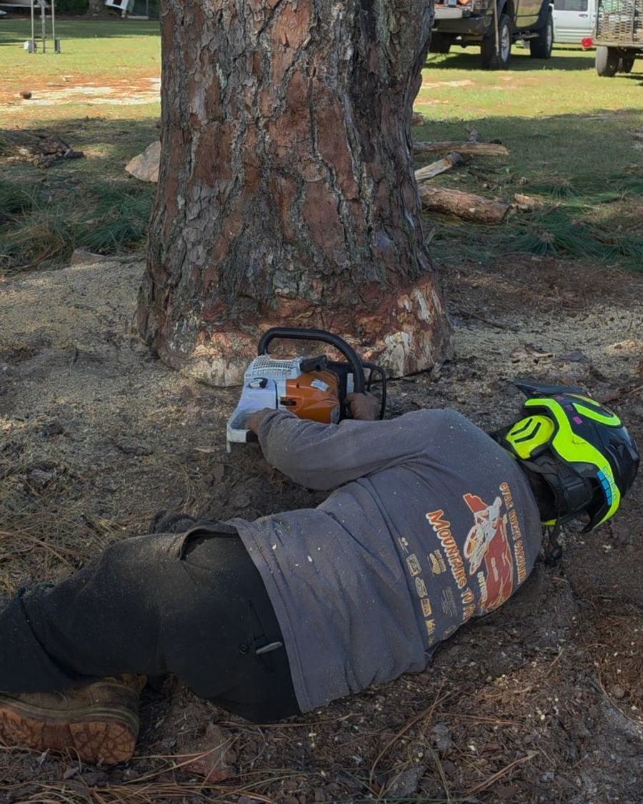 Crew member in a helmet making a low cut at the base of a large pine with a chainsaw