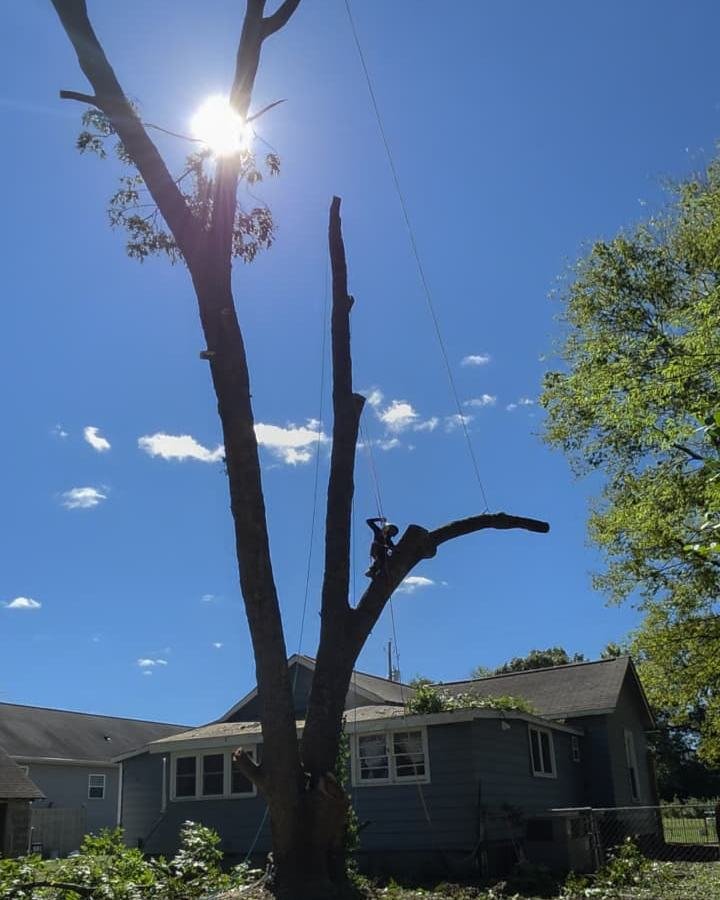Tree removal in progress next to a house, with the climber working in the tree